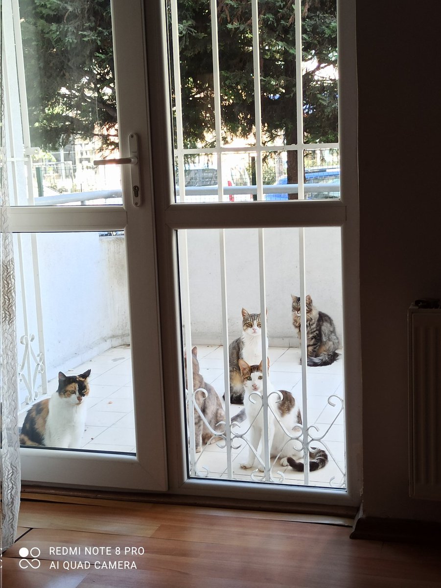 perihan_dr's tweet photo. Bunlar benim yaşama sevincim. 🥰
#iyigeceler 
#cats https://t.co/RhpZVuex0Q