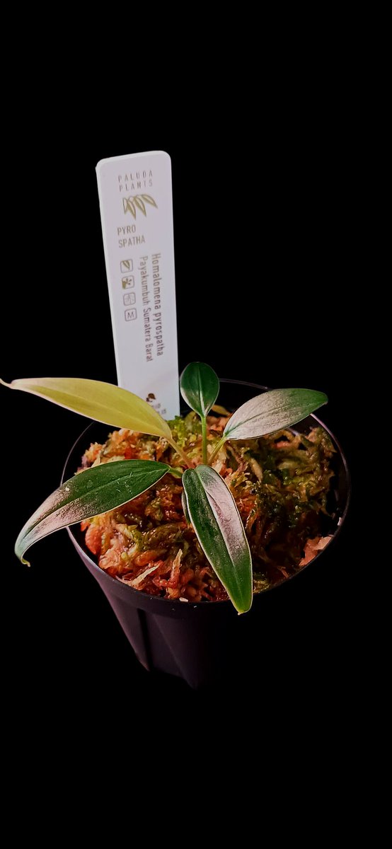 パルダマン様のユーチューブ企画で
頂いたホマロメナ。
水槽は買った！
後は素材の買い出し。
今回のレイアウトはシンプルに！
しかし、流木買いに
車で４時間かぁ～

ホマロメナ フィロスパサ

#パルダリウム
#パルダリウム愛好会