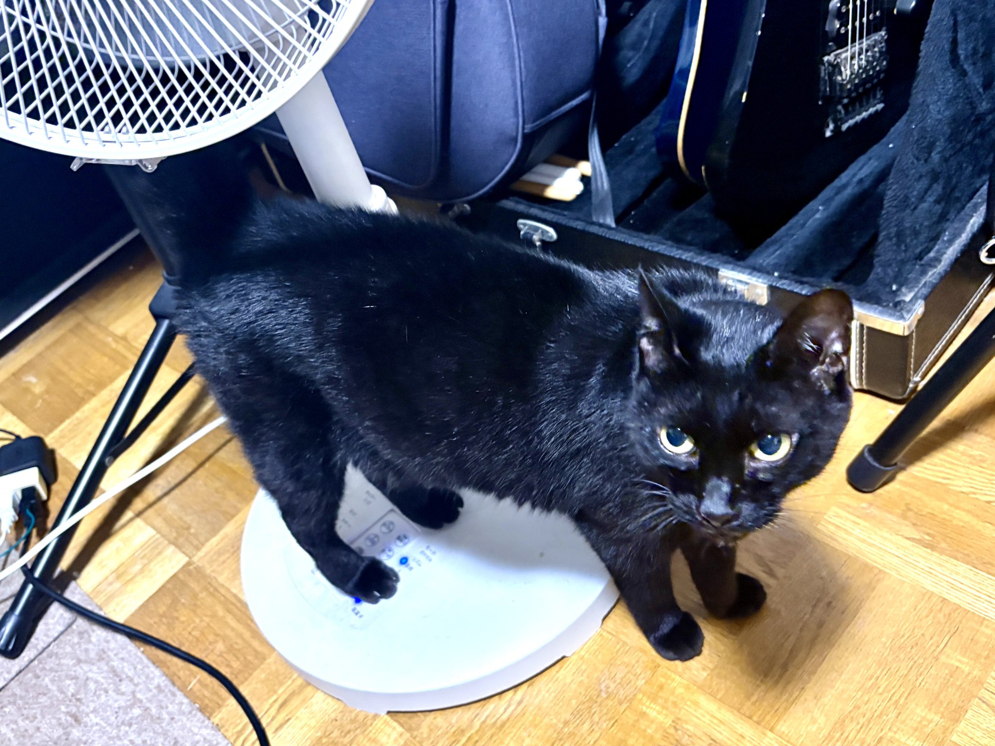 くろねこさま用 カフェ・ベローチェ ｜「黒ねこ サマーバッグ2025」発売開始の