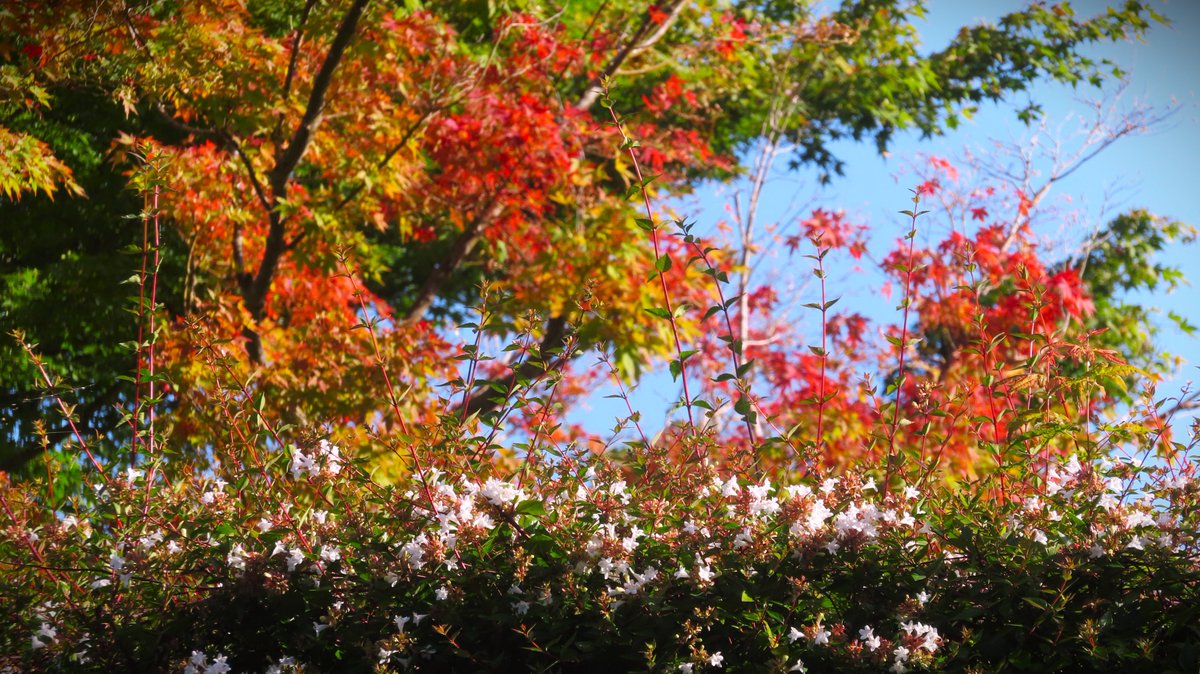 紅葉ページ 紅葉もみじ | Freedom