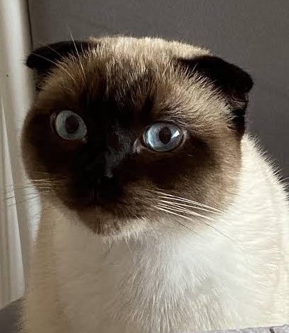 📍 ANKARA 
🆘 ACİL GEÇİCİ/KALICI YUVA.🆘
 ŞU AN BARINAKTA. KURTARILMASI GEREK. 
Aylardır balkonda 8 aydır aç susuz hapsedilmiş, komşuların attıklarıyla beslenmeye çalışmış ve ağlamaktan çok yorulmuş. Kurtarıldı ancak prosedür gereği barınağa aldılar.Acil yuva‼️