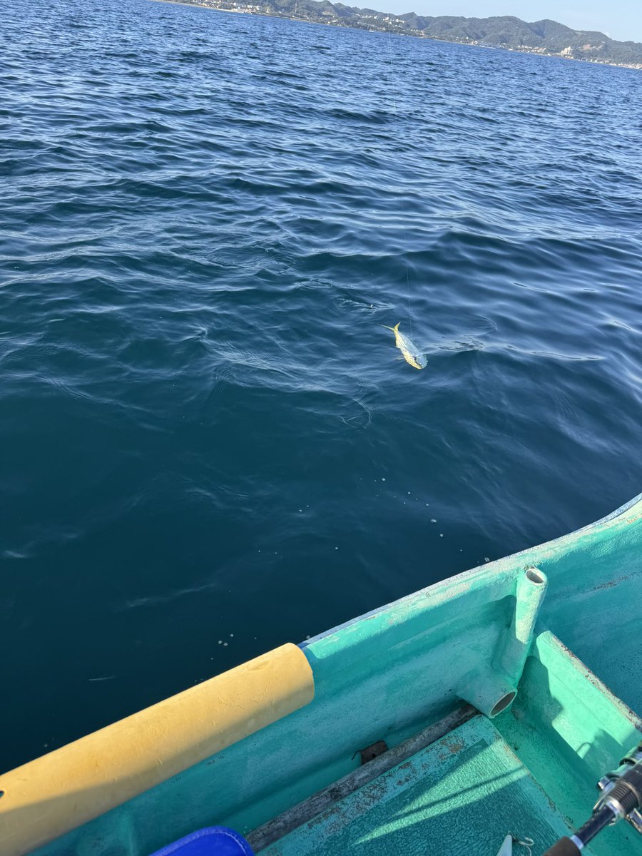 昨日の船釣行🎣昨日はベイトもあまりいなくて厳しかった🥲けど初魚種が釣れた🙄マグロの幼魚😅もちろんお帰り頂きました👍その後ソーダと思いきや本ガツオ🤣こいつもお帰り頂きました😅あと10センチ大きければなぁ🙄

#館山湾