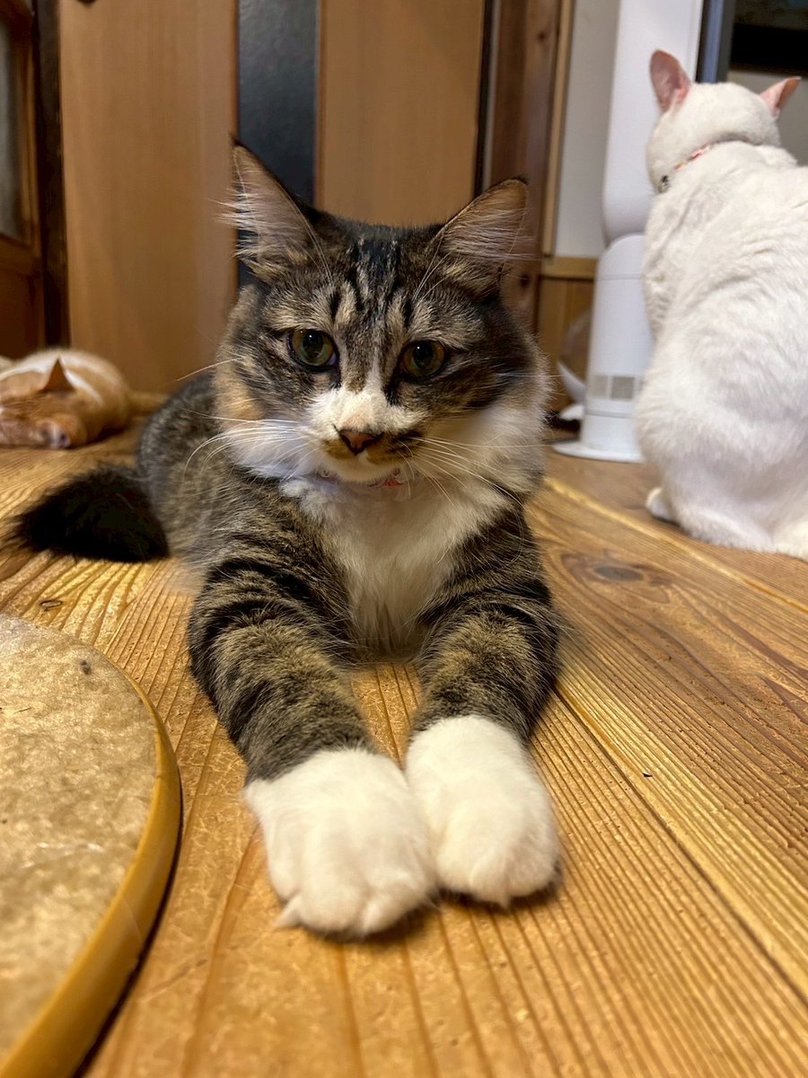 おはようございます🎑
9月8日(月)、くつろぎ古民家まめ猫は本日も11時より皆さまのお越しをお待ちしております🐈️🐾