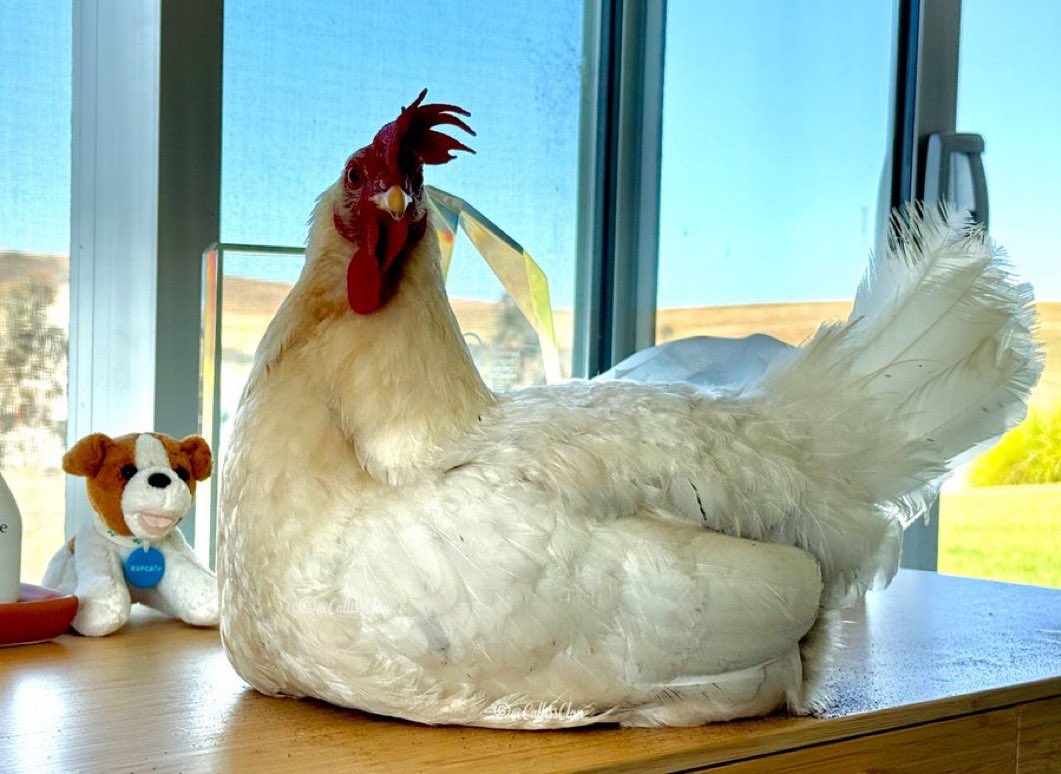 Calliss Clan (@callissclan.bsky.social) tweet media