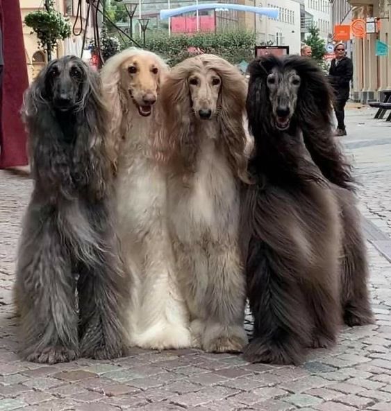 Puppieslover's tweet photo. What would you name this band ? https://t.co/3uIdpV72UB