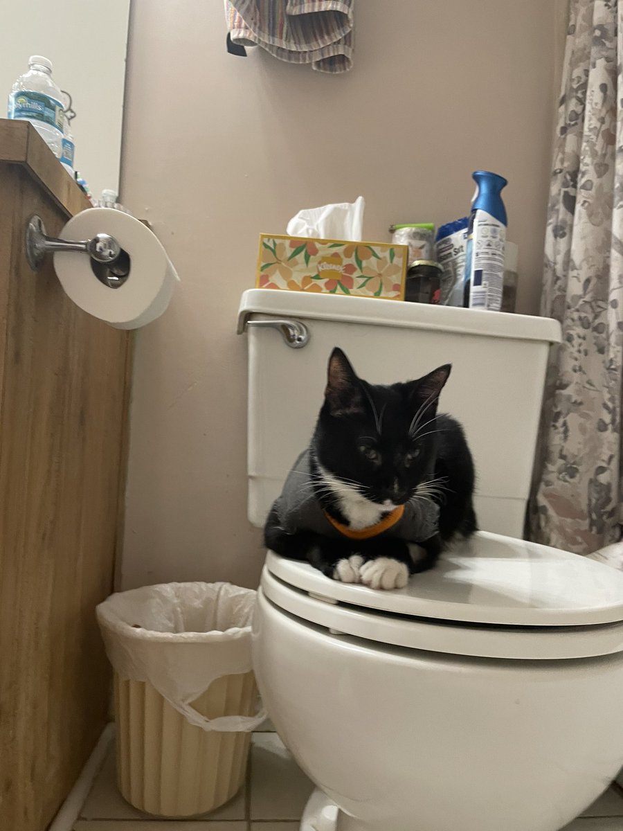 itzmefig's tweet image. Me Fig founds a neww place to sit :3