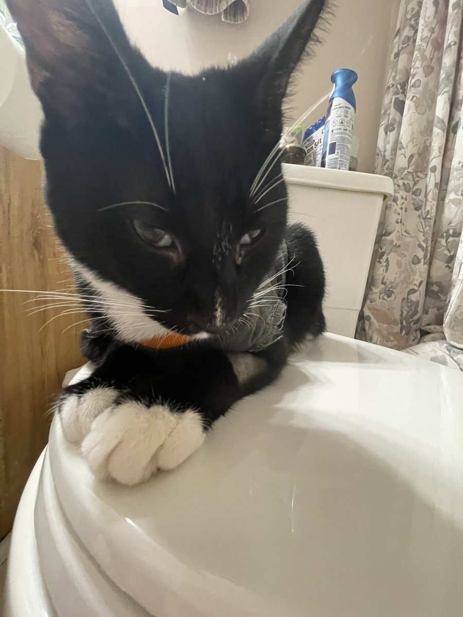 itzmefig's tweet image. Me Fig founds a neww place to sit :3