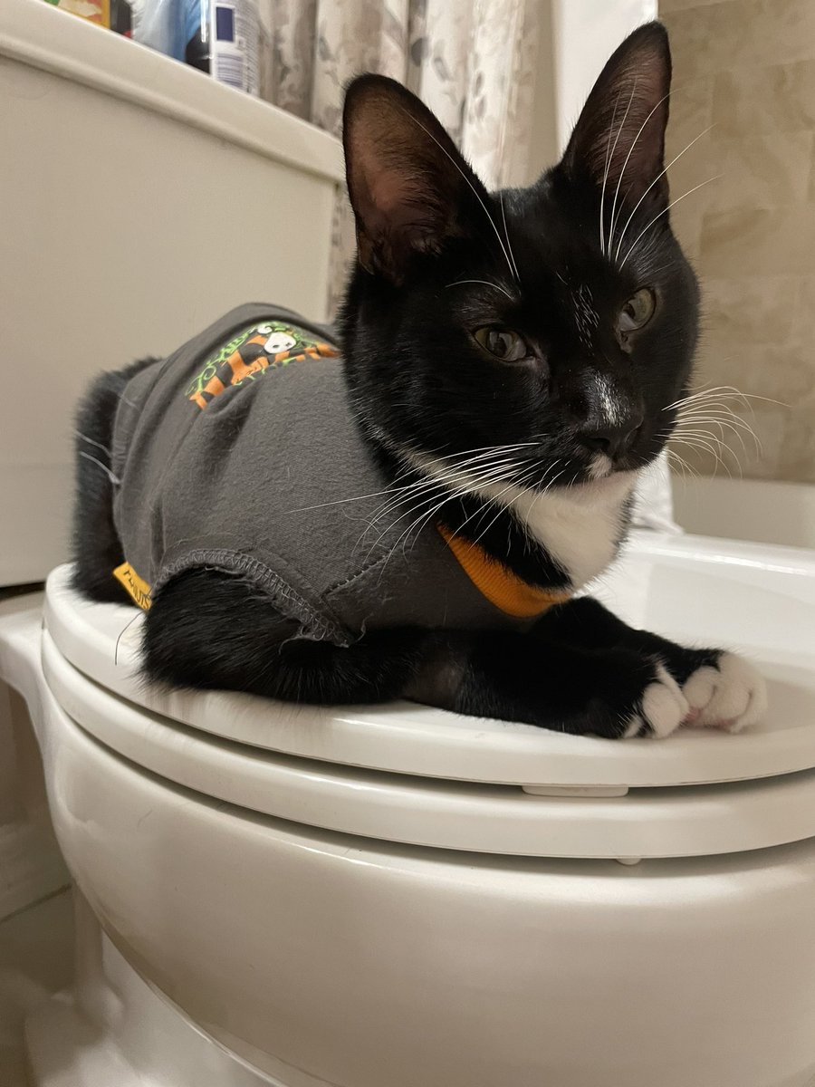 itzmefig's tweet image. Me Fig founds a neww place to sit :3