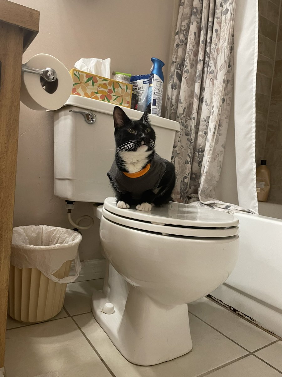 itzmefig's tweet image. Me Fig founds a neww place to sit :3