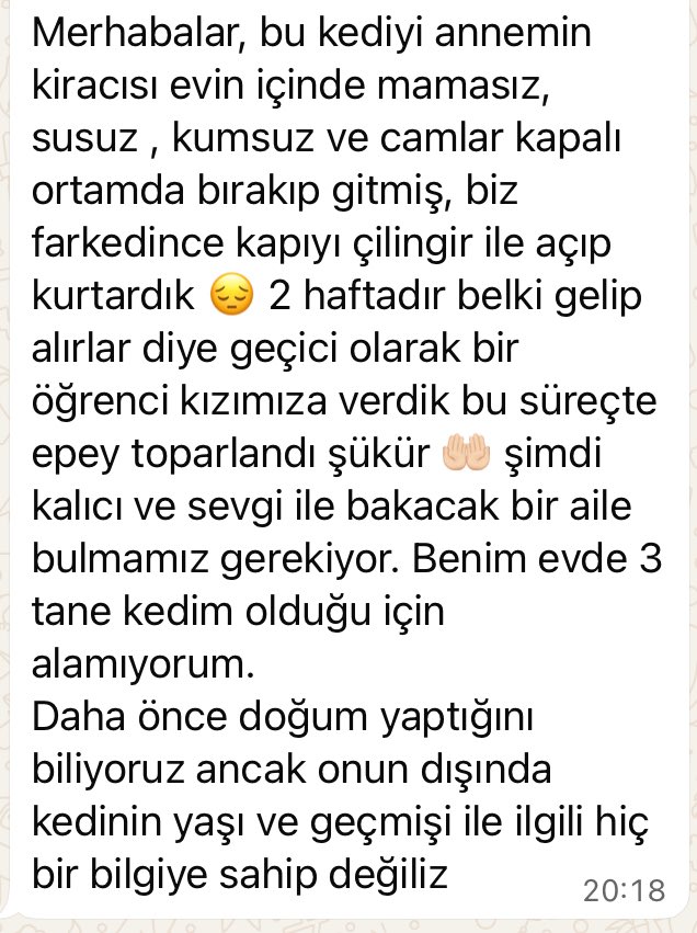 ayse0zer's tweet photo. Aç susuz bi eve kitlenen bu can kurtarılmış. 
Şimdi ona sevgi ile bakabilecek ailesini arıyor. 
Yuva bulmasına yardım edelim mi 🙏
📍Bursa https://t.co/dkHfFJQfgM