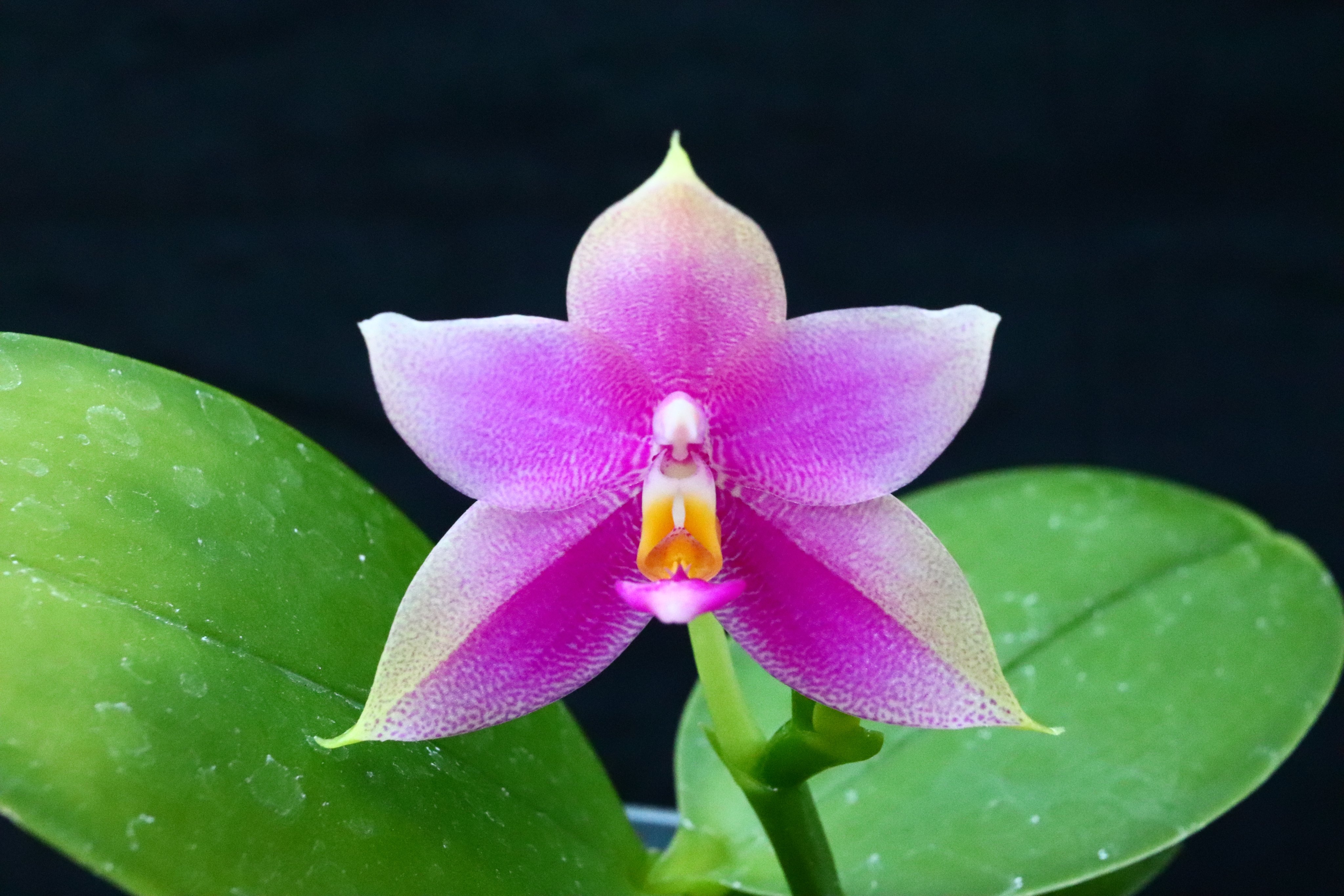 ニューオーキッド　洋蘭雑誌　38冊 new ORCHIDS(ニュー・オーキッド) ｜定期購読 - 雑誌のFujisan