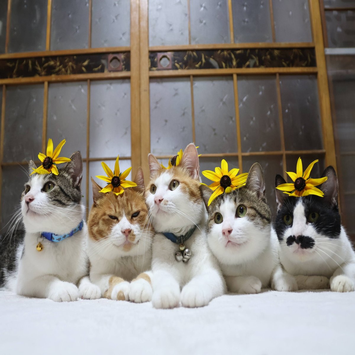 かご猫 blog (@shironeko_1) / X