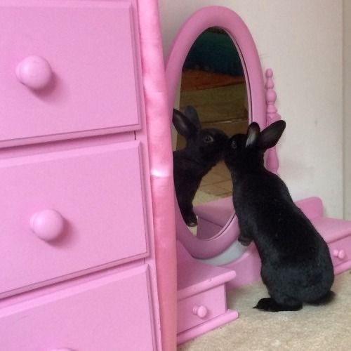 Bunnies's tweet photo. https://t.co/fXEdmPq72Z