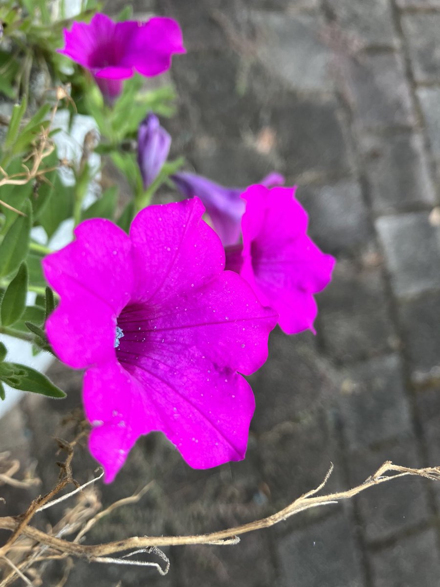 ryu ryu 🍥 ❌No DMs please🍥🐯🎹🎸 fx