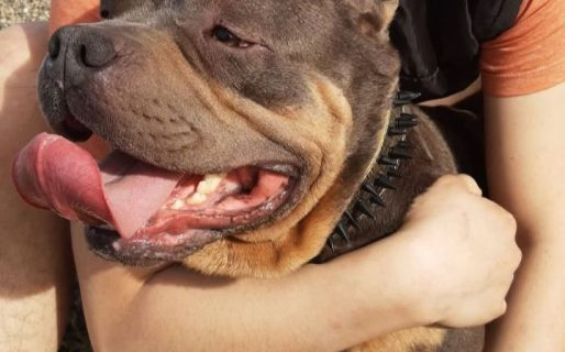 #Comodoro | Continúa la búsqueda de un perro perdido en Saavedra
Leer más: elcomodorense.net/continua-la-bu…