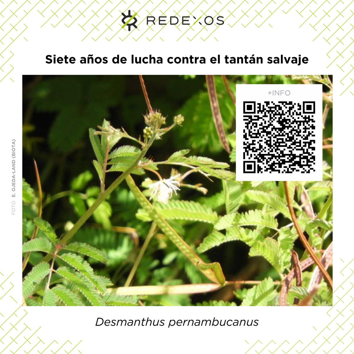 RedEXOSGobcan's tweet photo. Llevamos desde 2018 luchando contra esta #invasora escapada de los jardines de FV, que impide el crecimiento del saladar en el SIC Playa del Matorral https://t.co/QPVVpelUf7