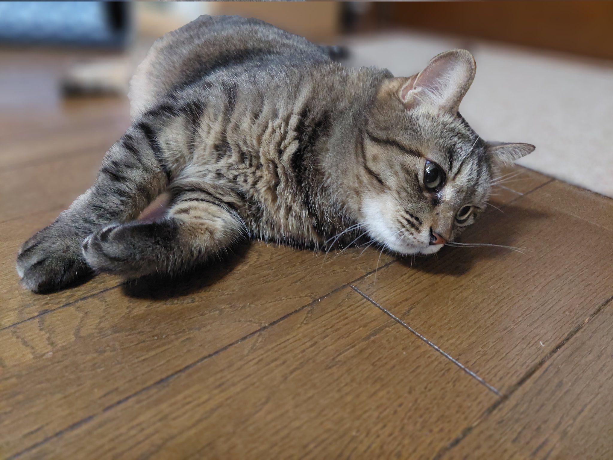 猫C 画像 1 + 14 最終値下げしました！ ねこぞー on X: 