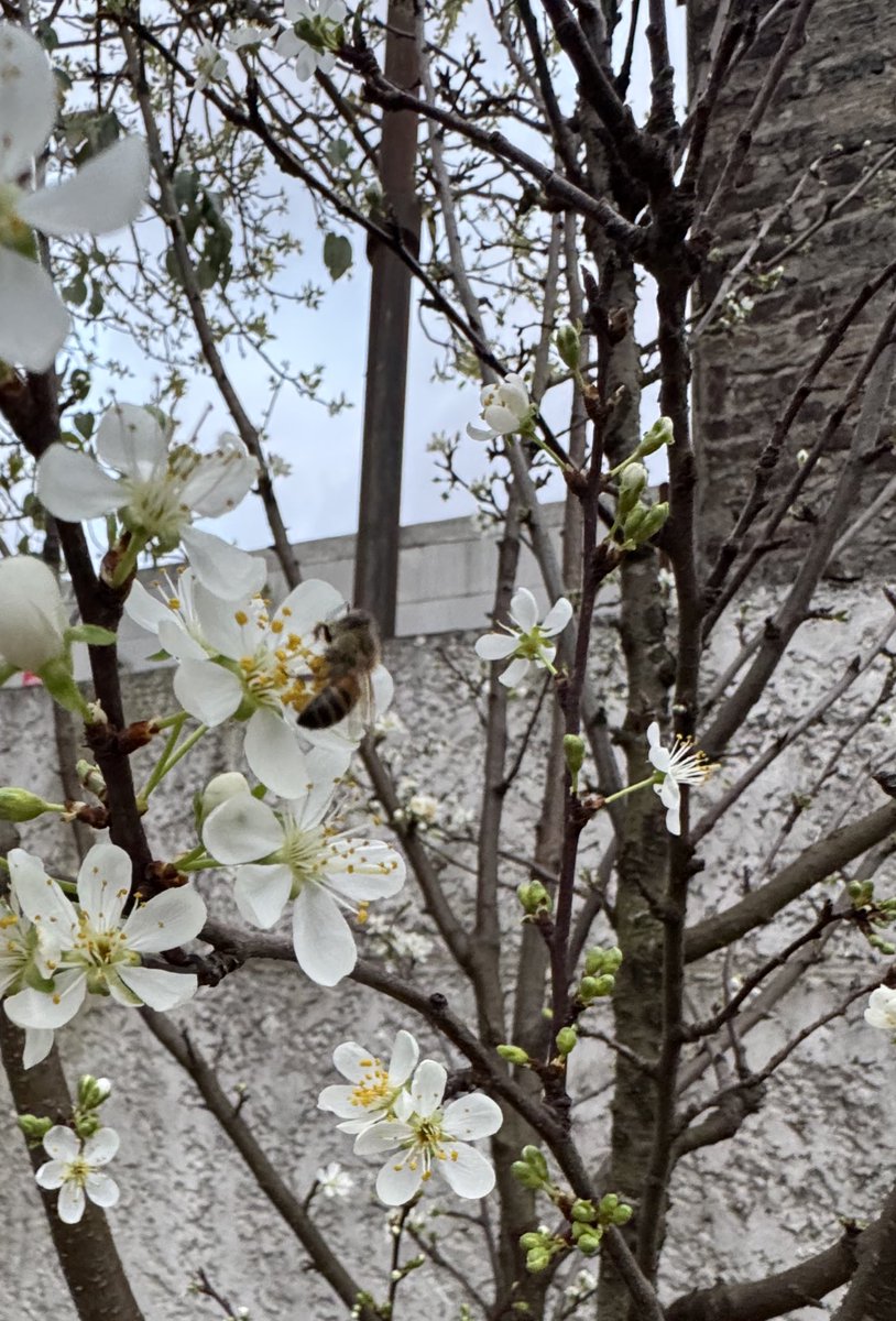 Abeja polinizando el ciruelo, en una tardecita agradable.