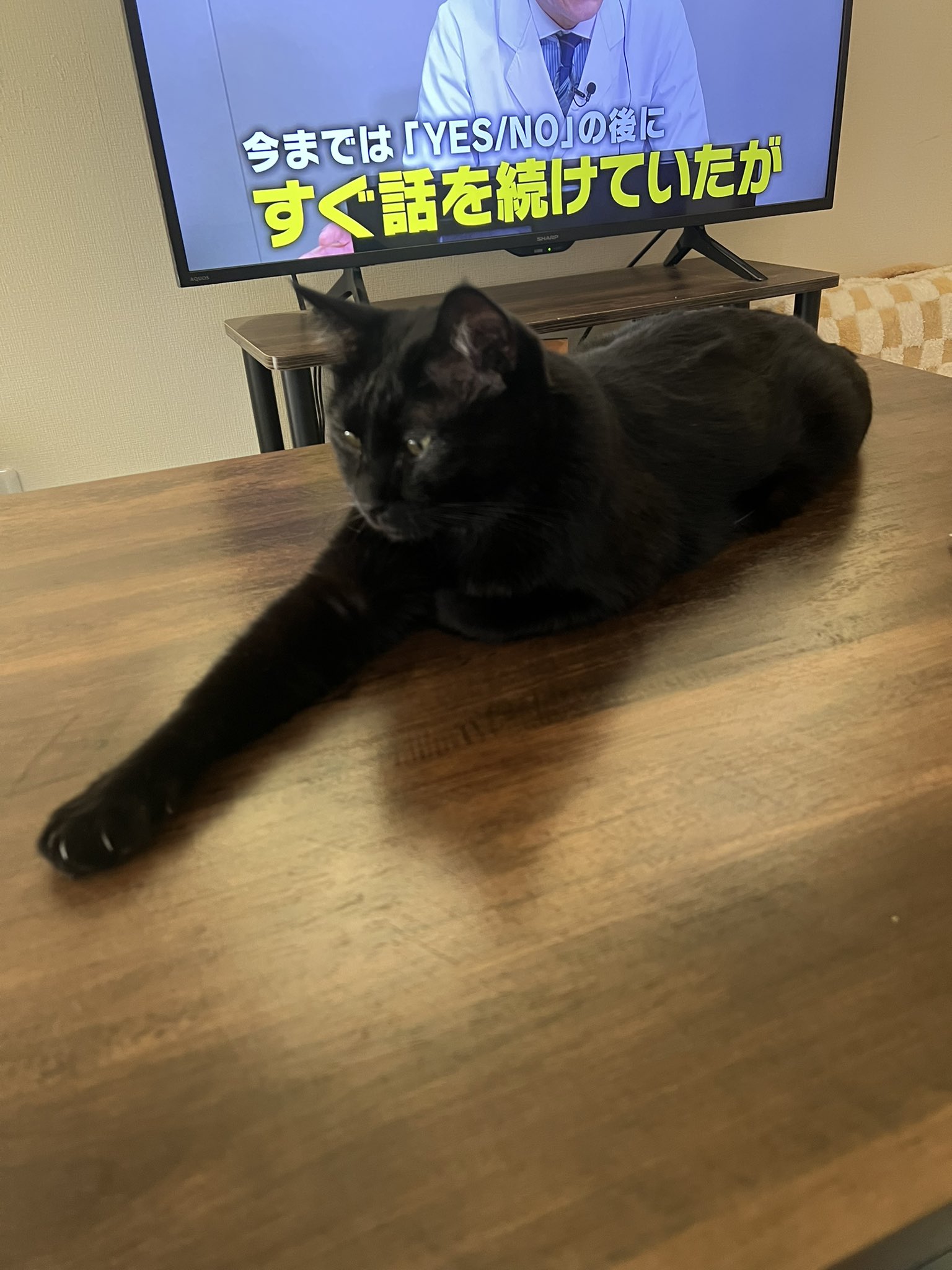にゃん太郎 on X: 