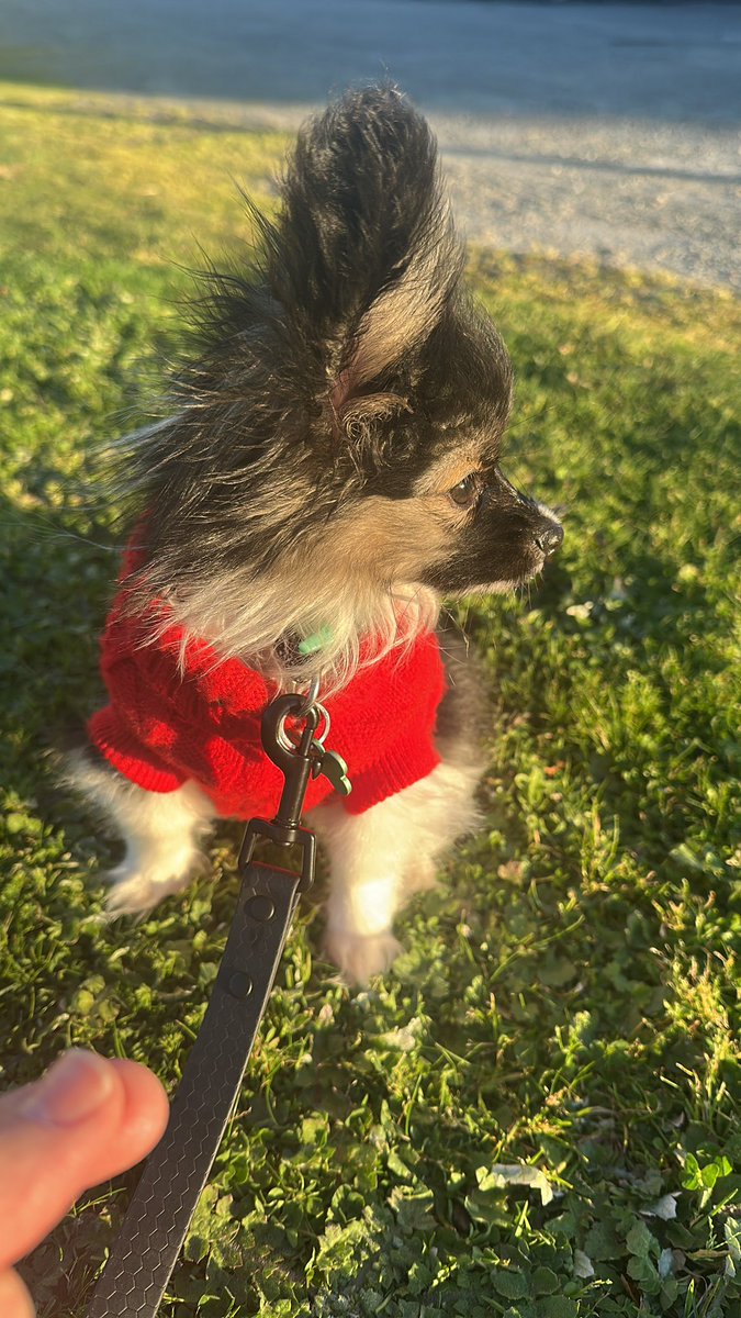 Megaman0871's tweet image. Well the GC happened 🤣. I enjoyed the team I used trying something from scratch using Oricorio and I was happy enough. Anyway - here is a photo of my new puppy named Rocket 🚀.