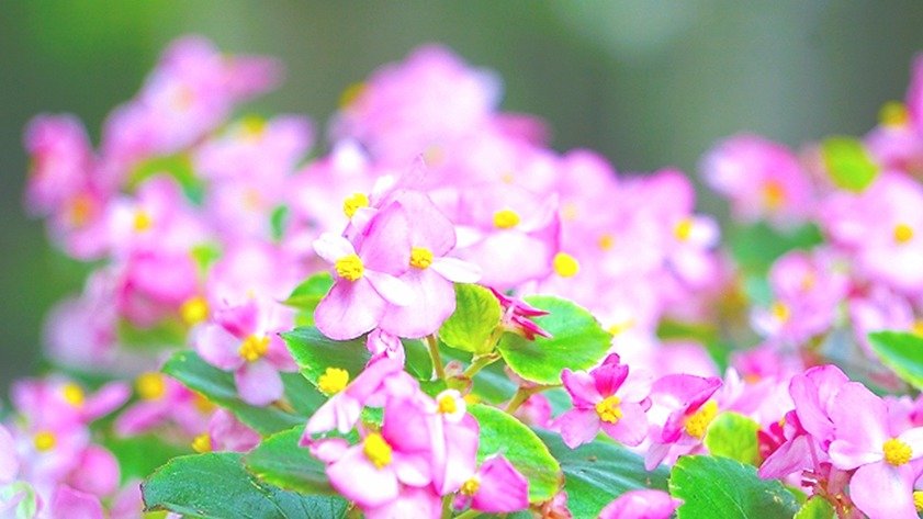 おはようございます。
今朝は「特選 柳」を飲みきりました。

雷で早めに目覚めた朝🍃爽やかな甘味につつまれ、スッキリ美味しい～～😊ほのかな余韻も美味しい～爽快です✨

冷茶でととのい、今日も元気にスタートです🤗🎵

「新潟｜うずまき屋さん」
【本日の１杯】今日もありがとう。
