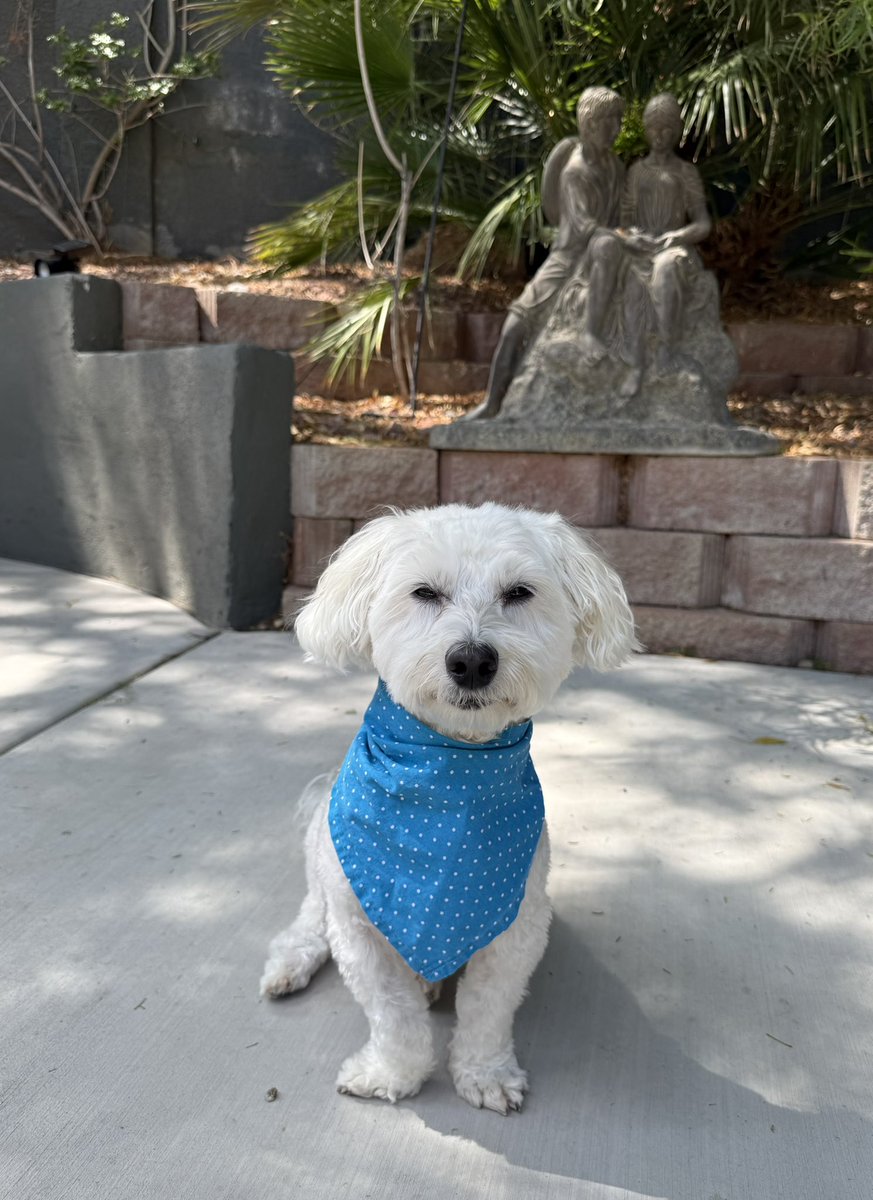 Sir Bailey tweet media