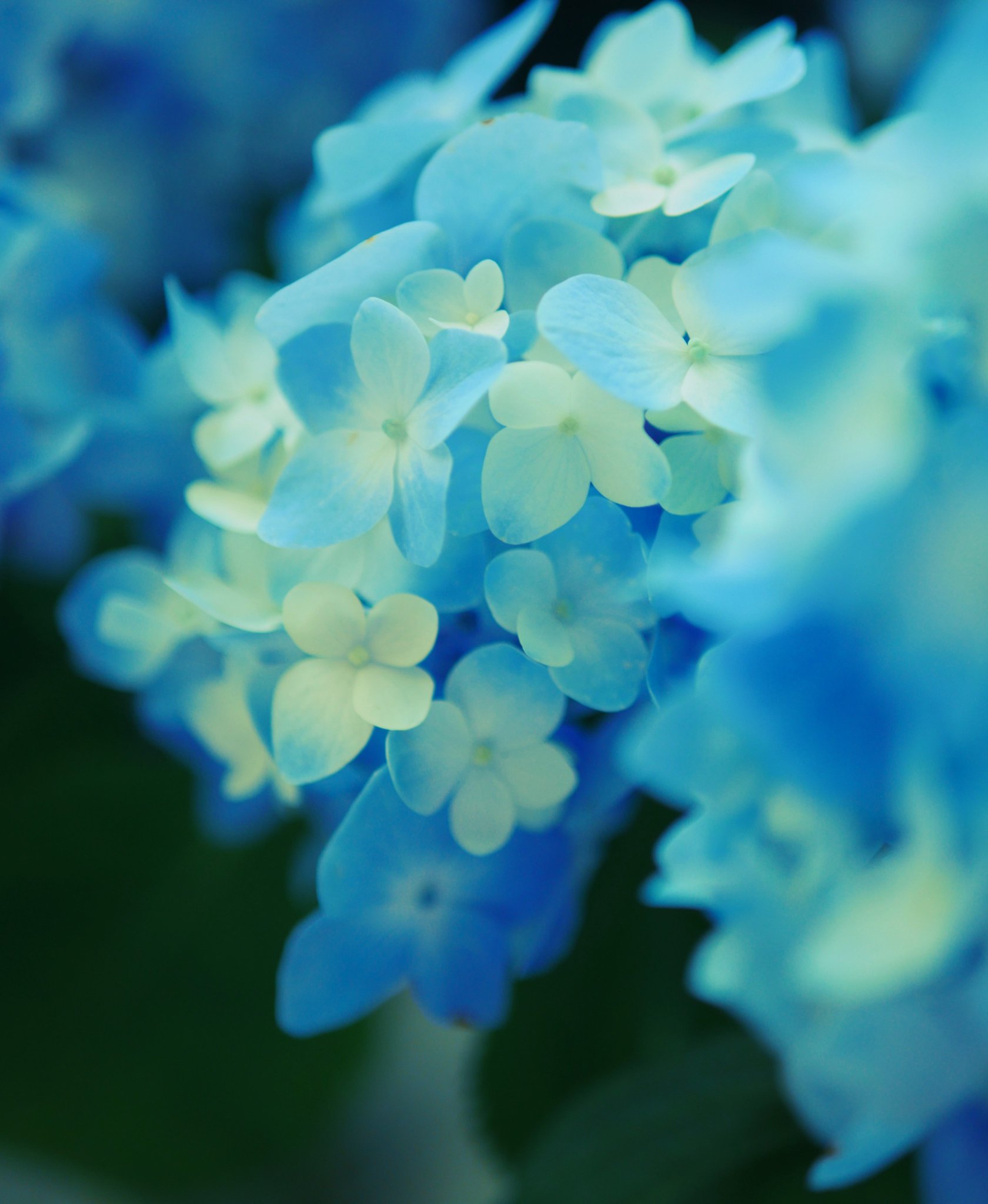 虹～紫陽花⭐ アジサイ入荷 一覧 | ナーセリーナカムラ