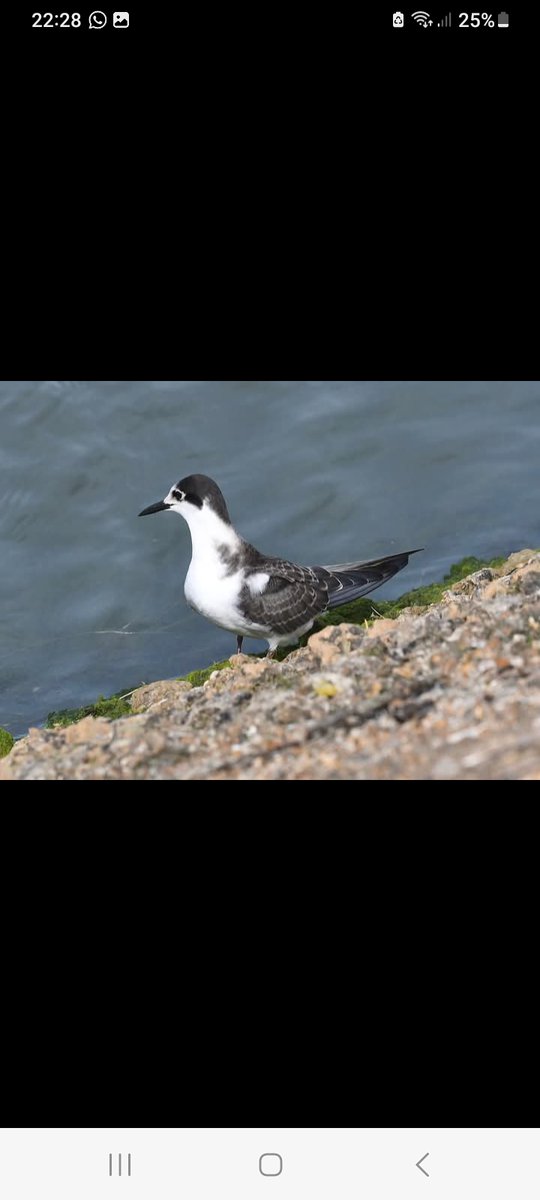 Quiet day today a planned car duties this afternoon,so Abberton LDLH W causeway a juv black Tern photos by John pringle,then to wig bay hide with Charlie Williams 3 juv Curlew Sandpipers.knot ,21+ ruff,42+ pintail  <a href="/Essex/">Essex</a>