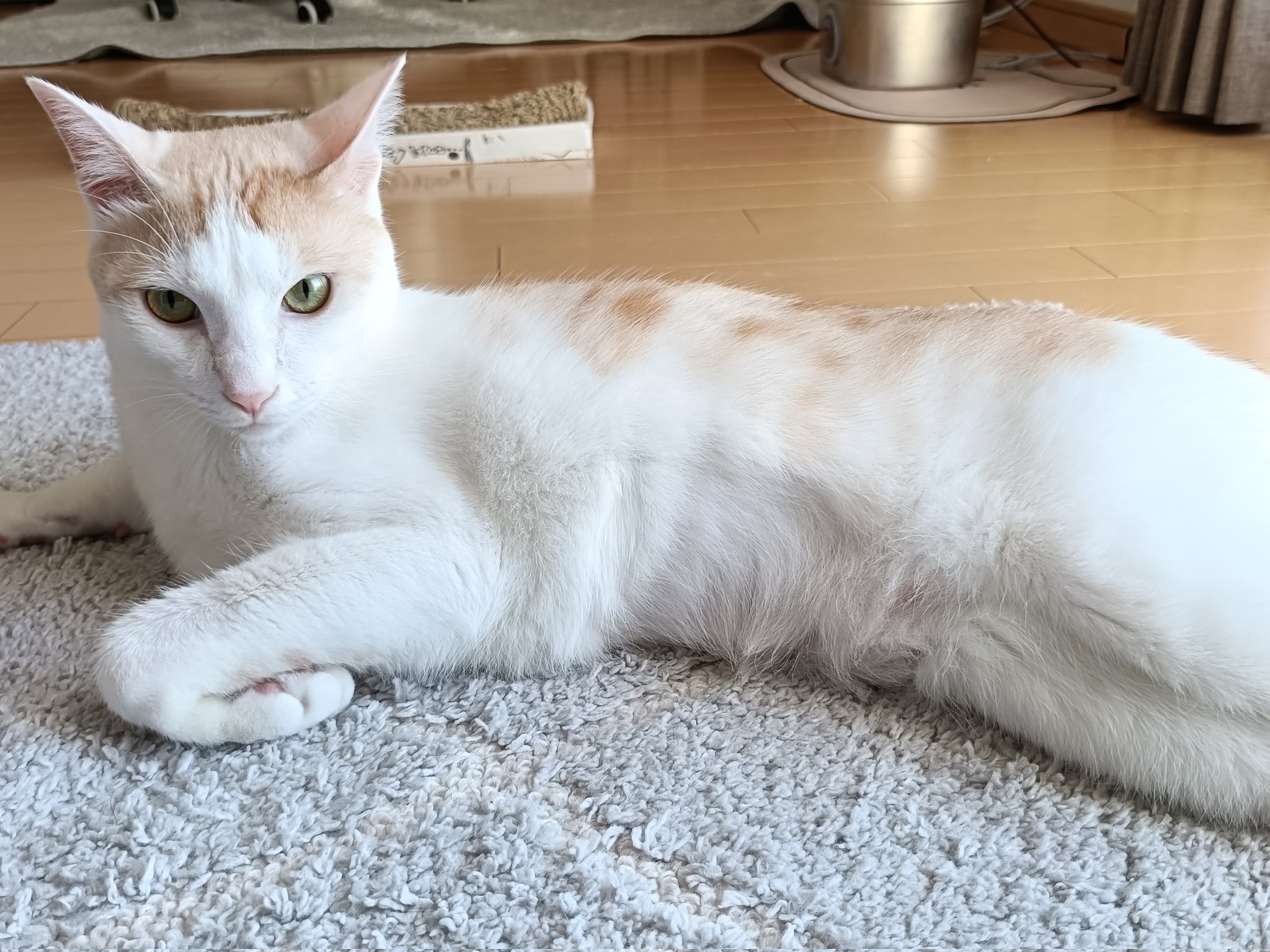 ☆きぬ猫ページ☆ シナダ SHINADA ぬいぐるみ へちゃねこ くつした HCNK-0180