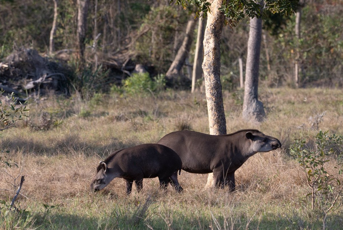 The Brazilian Pantanal is just an incredible place! Lucky to have spent time here to appreciate it.
