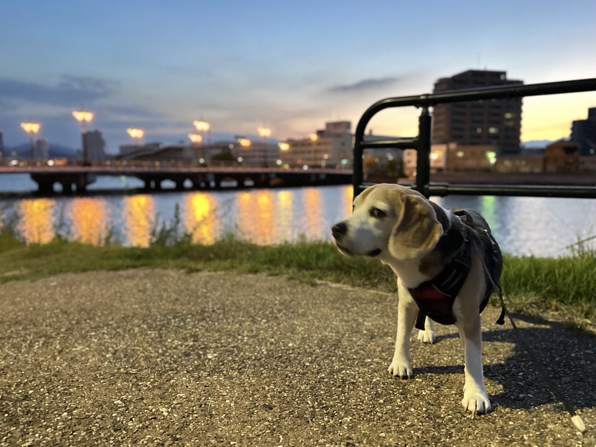 Good morning!🐶✨️
#ビーグル
#ビーグル小太郎
#beagle
