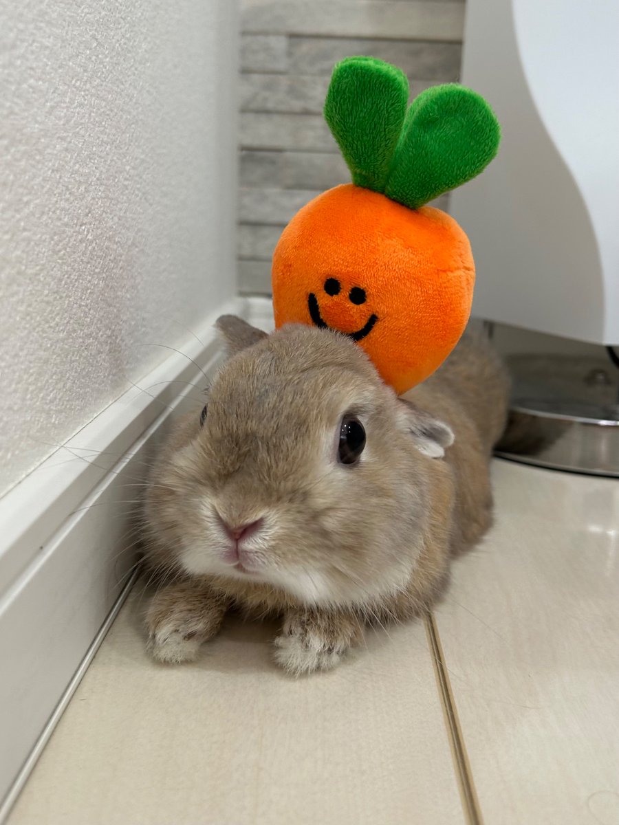 Carrot Bunny 🐰🥕