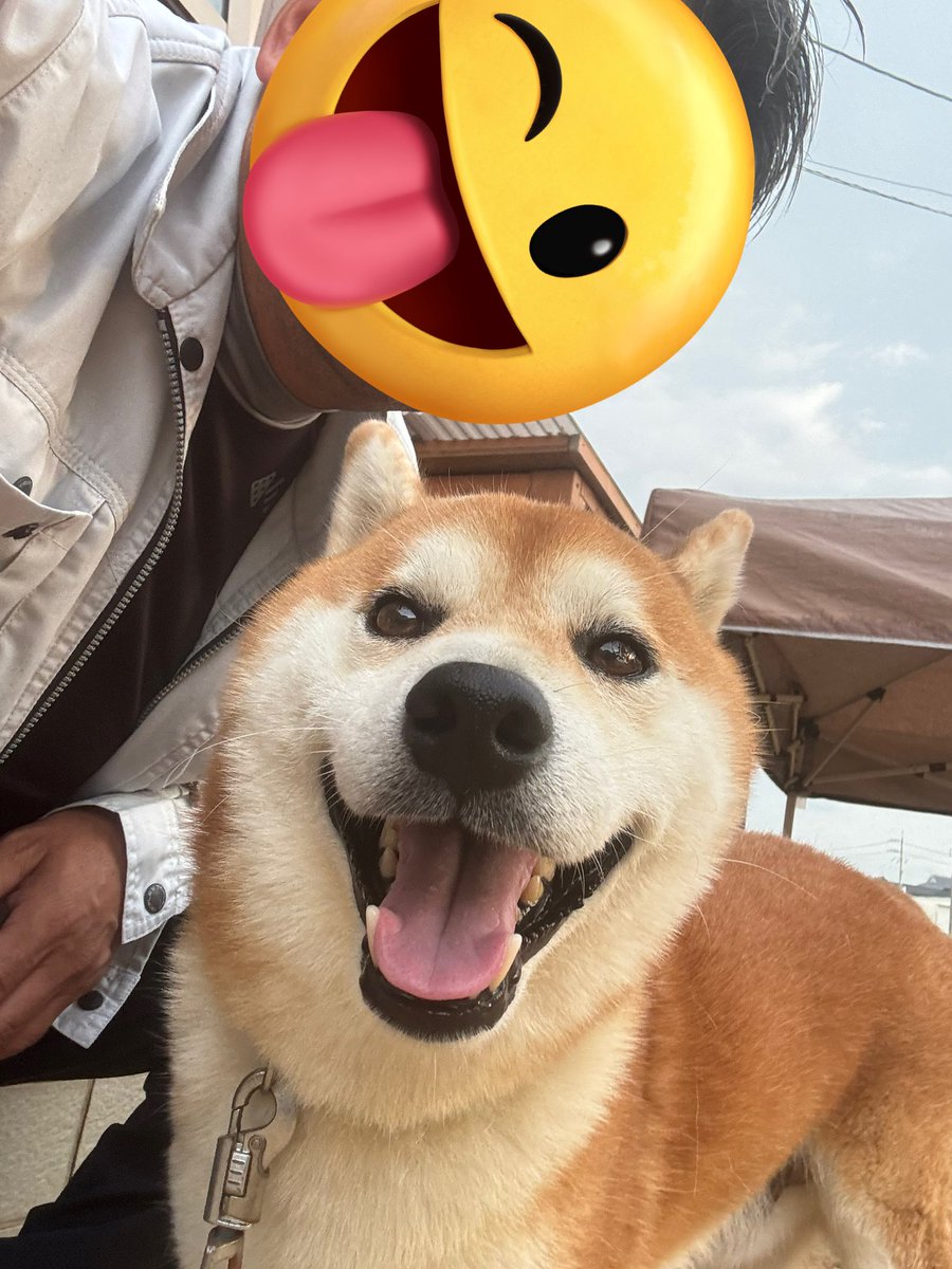 柴犬ティーくん＆パパ (@O3mtY3AYytd1wzu) / X