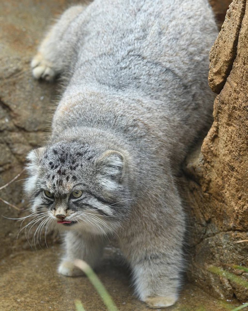 Daily Manul (@dailymanul) on Twitter photo 