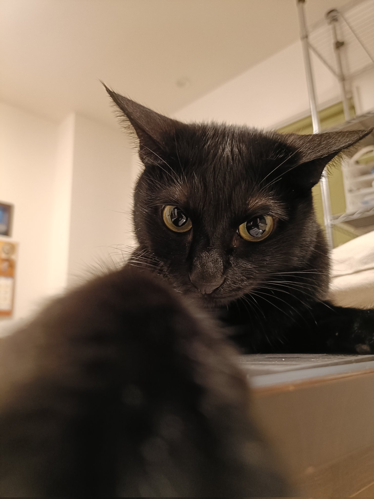黒猫様omblk翌日発送 AOpapa on X: 