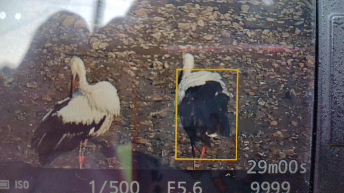 上富田町にコウノトリが3羽来ています。