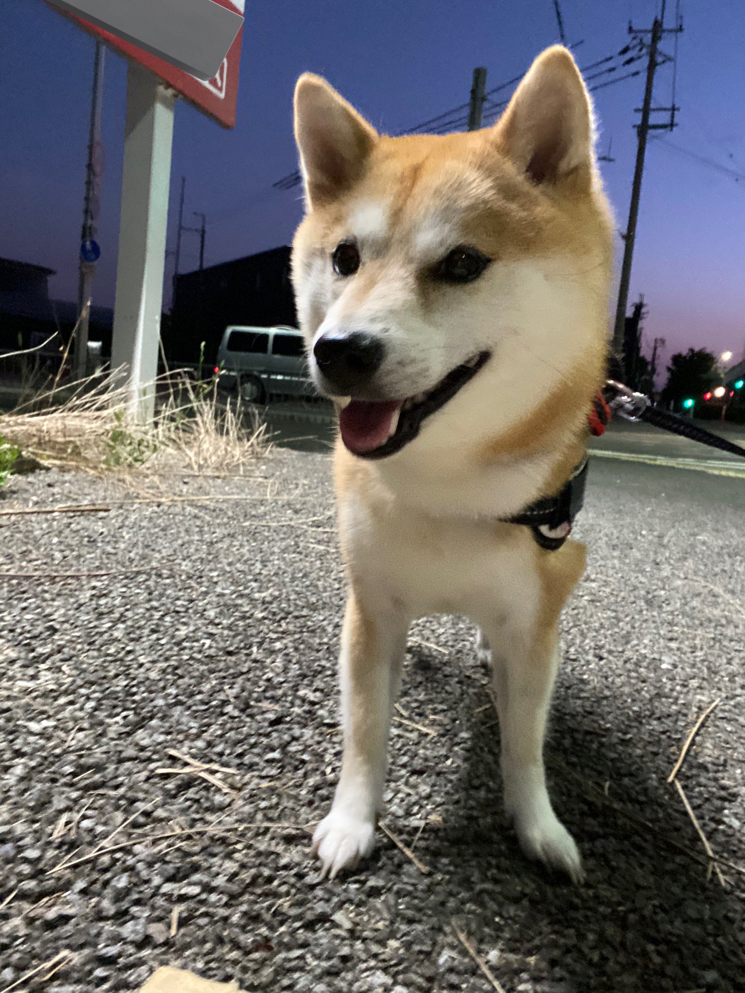 柴犬TSUMUGI on X: 