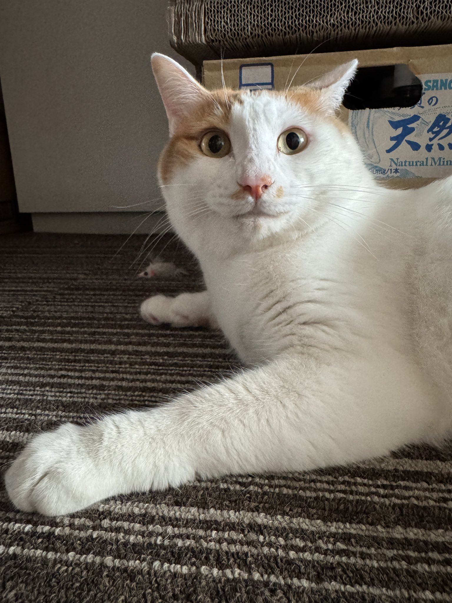 ネコ ねこねこタワー P-NT3 ｜ ミスターマックスオンラインストア