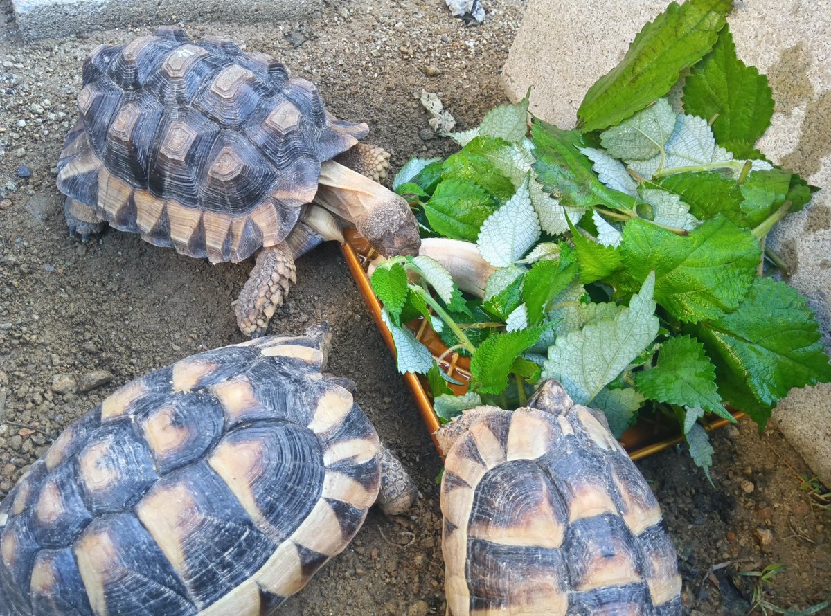 朝ごはん
屋外に出してからマルギナータはそんなに変わないけどチャコリクガメはイメージ変わった
割と神経質でじっとしている印象だったけど、屋外に出したらめっちゃ活発に歩く
ヘルマンかっ！ってくらい歩く