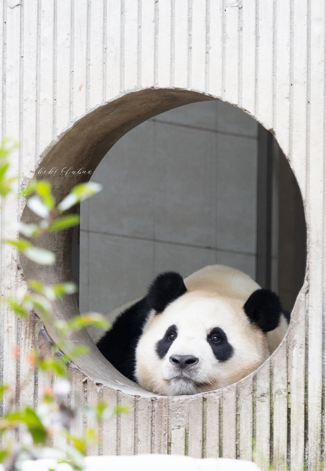 🇵🇭🧸🐼 ℡™ミスターパンダブーム玄笑顏无双凰战斗力仙