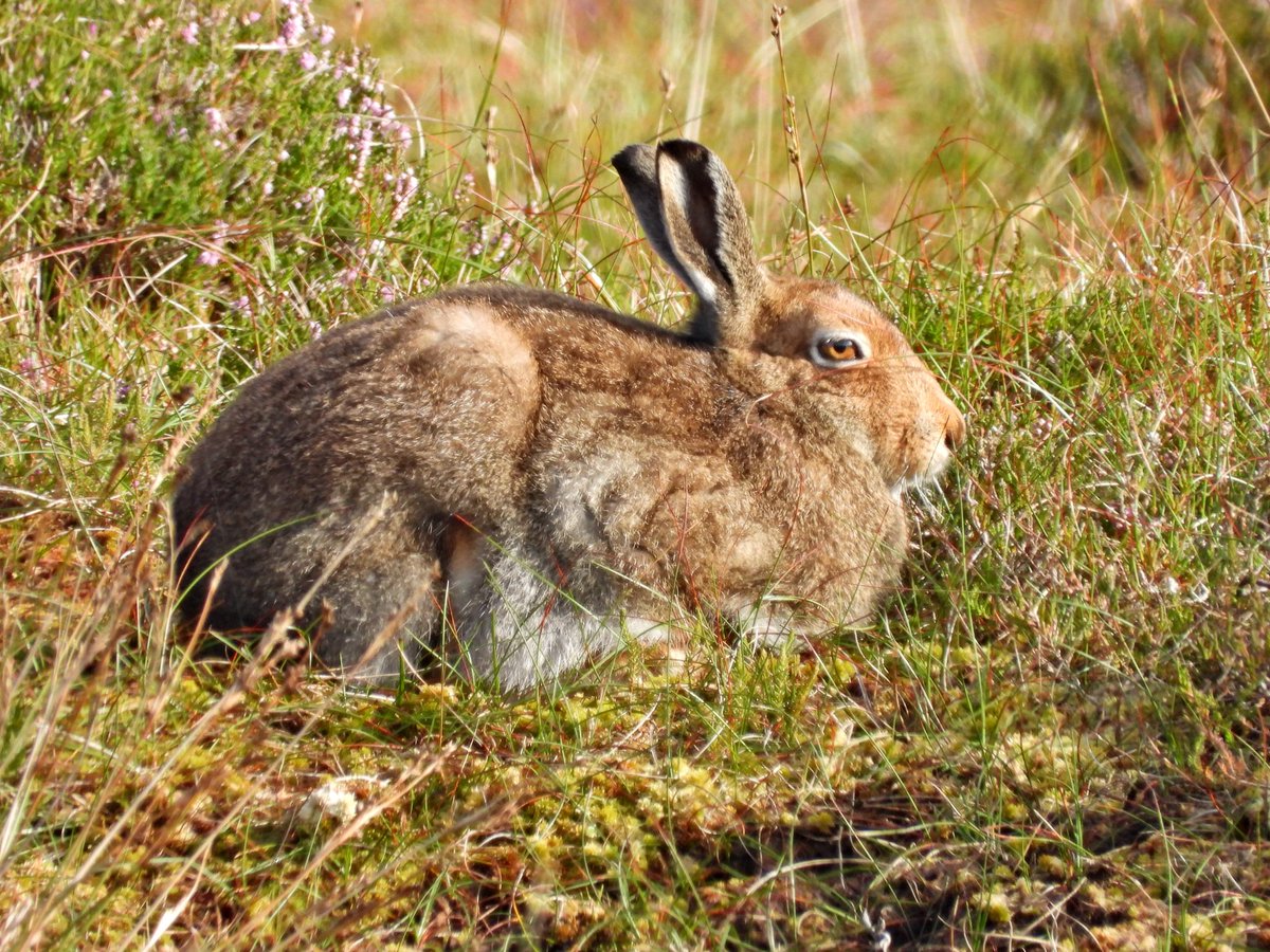 I agree with <a href="/SteelySeabirder/">David Steel</a>. There is too much misery on timelines. So I give you an otter and a mountain Hare from #Shetland
