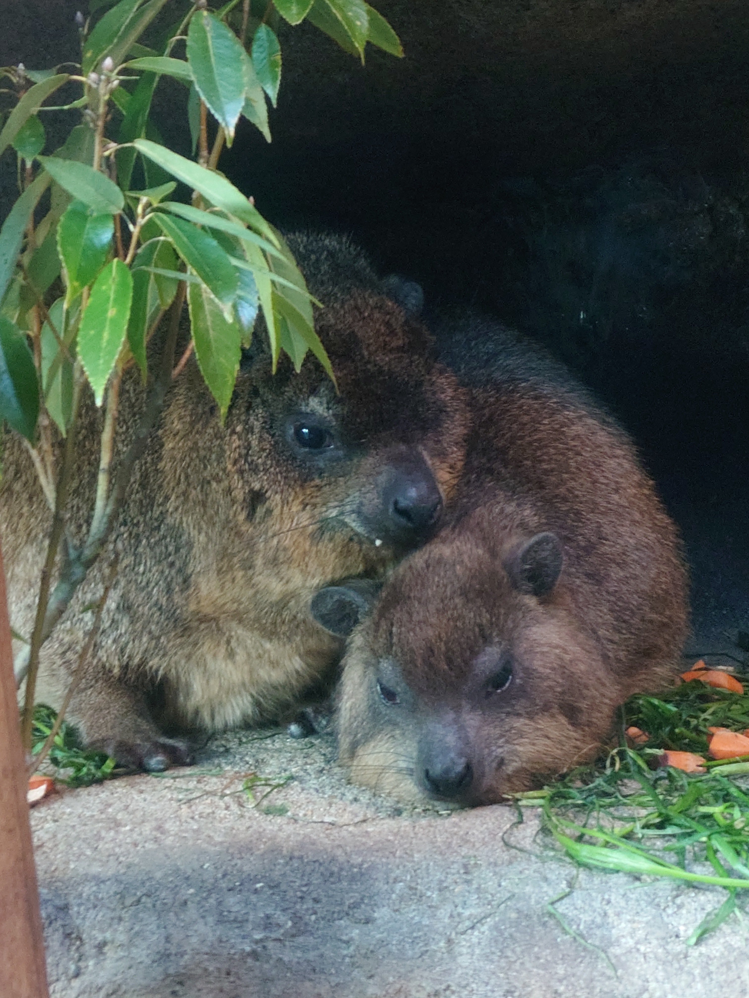 おかっぱ様 Book Vender Double Zip Hoodie (Logo /Ash) | COW