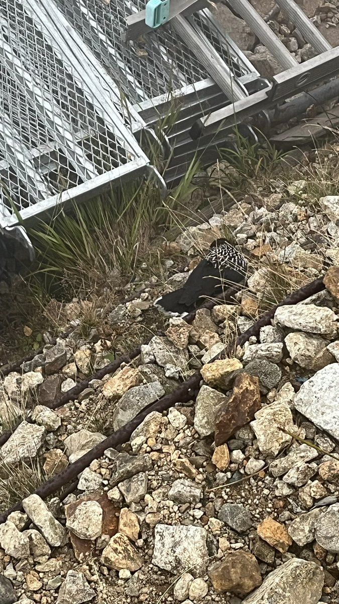 maimaimaiko3068's tweet image. すごくわかりにくい画像で申し訳ないのだけど、これホシガラスっていう鳥なのかな？

唐松頂上山荘の目の前で、ちょこちょこ飛び回っててかわいかった。

調べてみると亜高山帯にいるらしい。
こういう貴重な生き物見れるのも山の魅力。