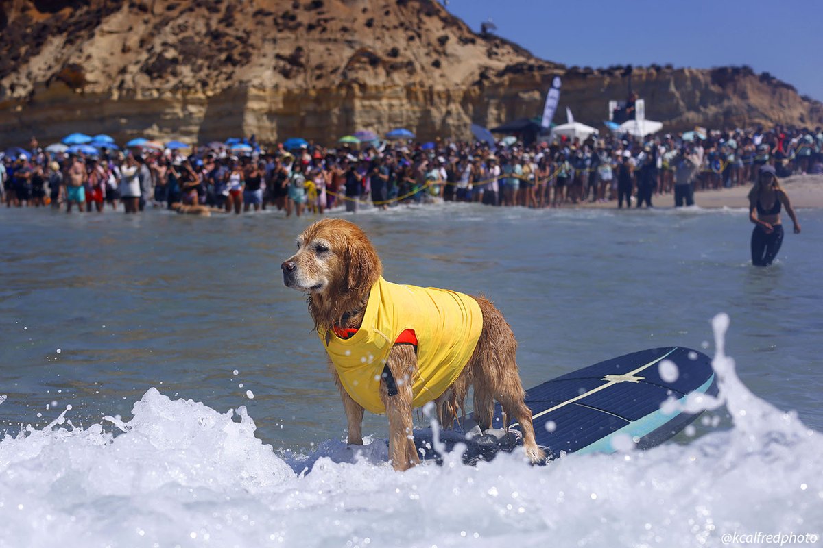 K.C. Alfred (@kcalfredphoto) on Twitter photo Busy sports day today, but nothing compares to the <a href="/HWAC/">Helen Woodward Animal Center</a> dog surfing contest in Del Mar. Busy sports day today, but nothing compares to the <a href="/HWAC/">Helen Woodward Animal Center</a> dog surfing contest in Del Mar.
