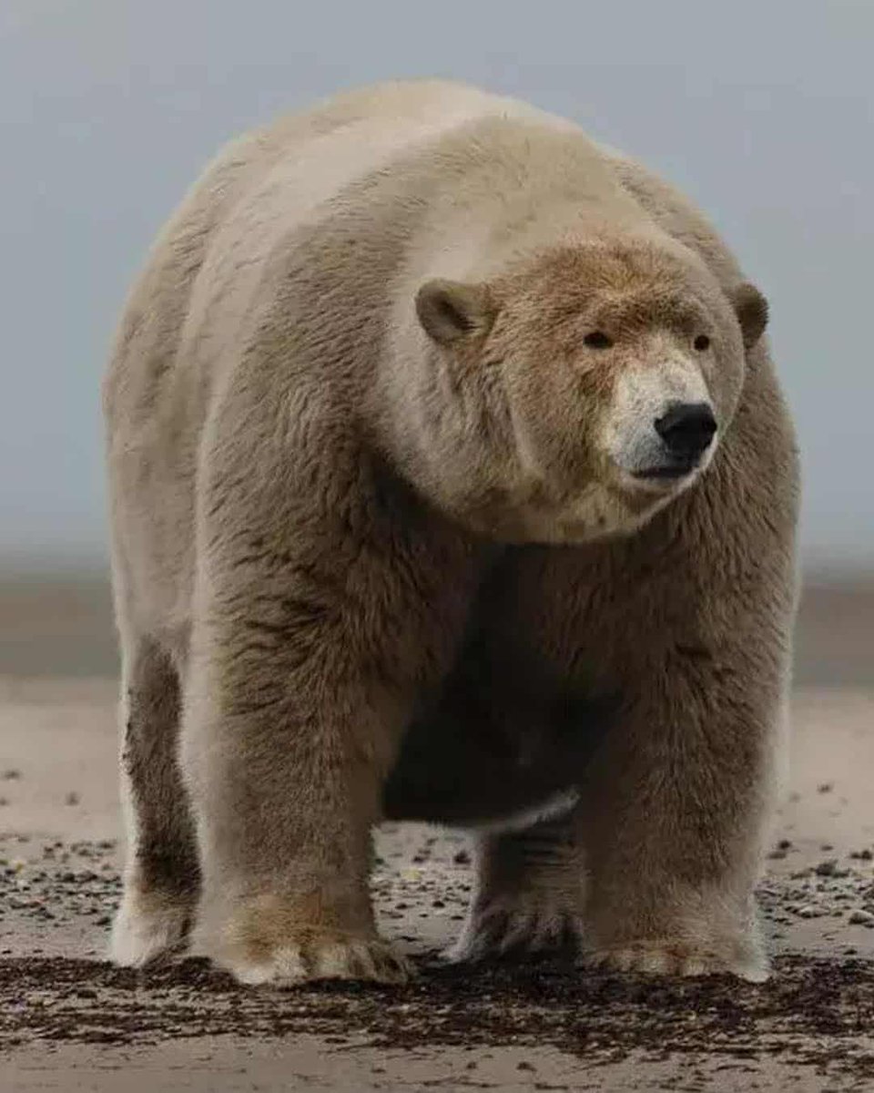 Be honest, am I bear material? 🫢🐻

#gay #chudai #lgbtq