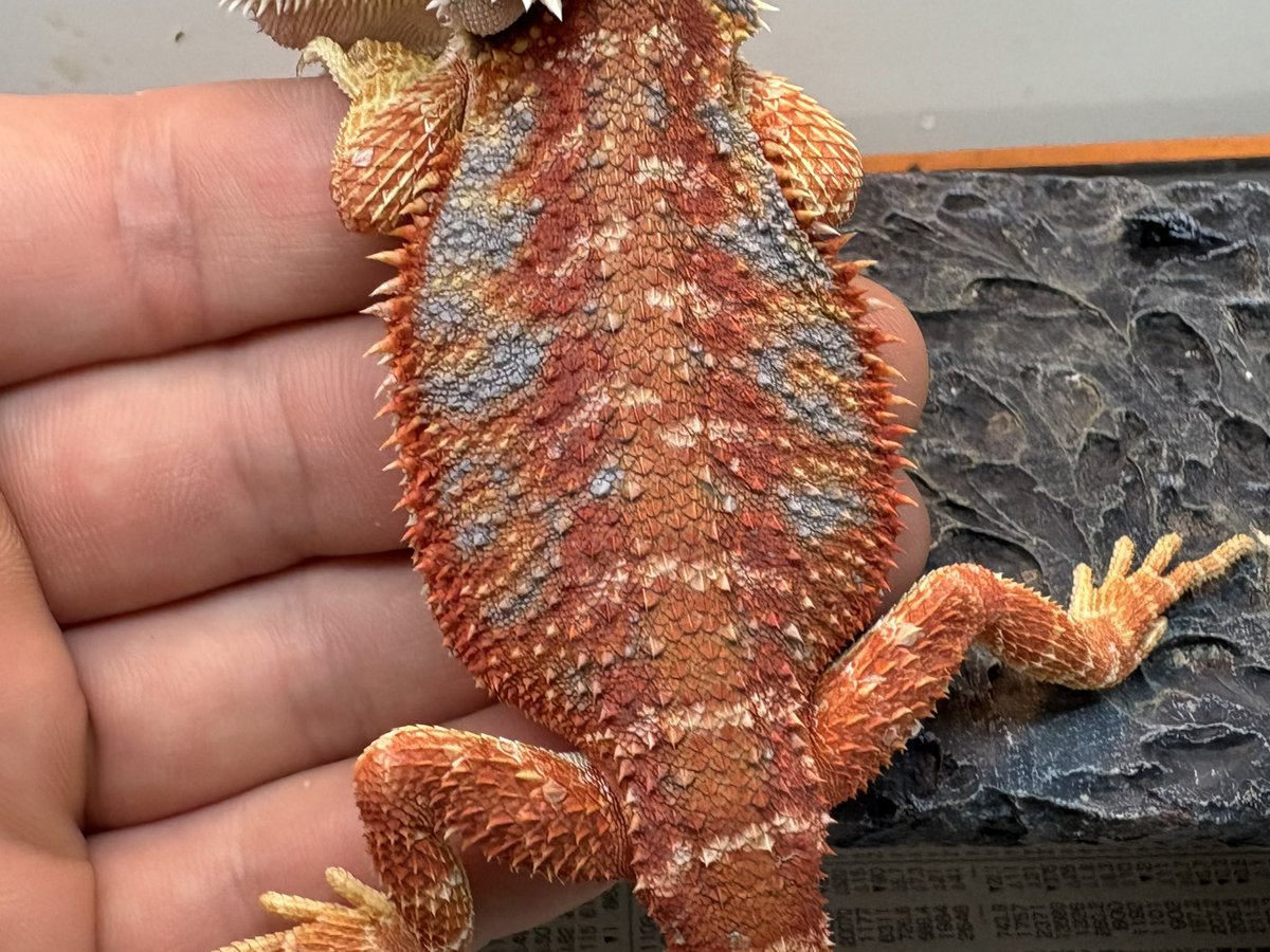 爬虫類倶楽部中野本店 本アカウント on X