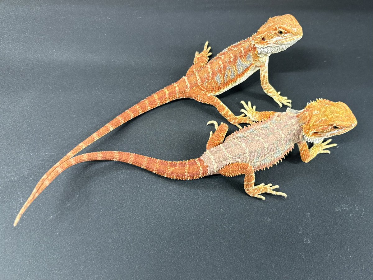 爬虫類倶楽部中野本店 本アカウント on X