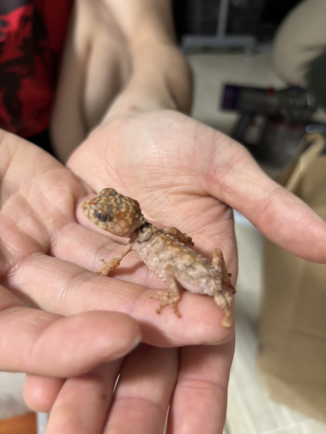 トロピカルネコ 新商品のお知らせ】 – ネイチャーテクニカラー公式