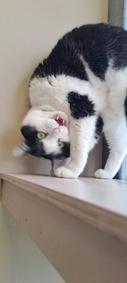 Dat Molly <a href="/datmolly1/">Dat Molly 😸❤️</a> been on der catnip at dat Cattery!