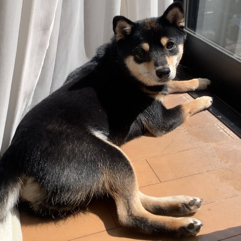 本日もまるこげ覚悟で自宅警備中

熱中症が怖いのだけど好きにさせといて大丈夫なんだろか…。日光浴好きのワンコさん達どうしてらっしゃる？？